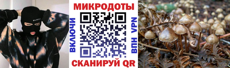 Галлюциногенные грибы Psilocybine cubensis это как зайти Чадан